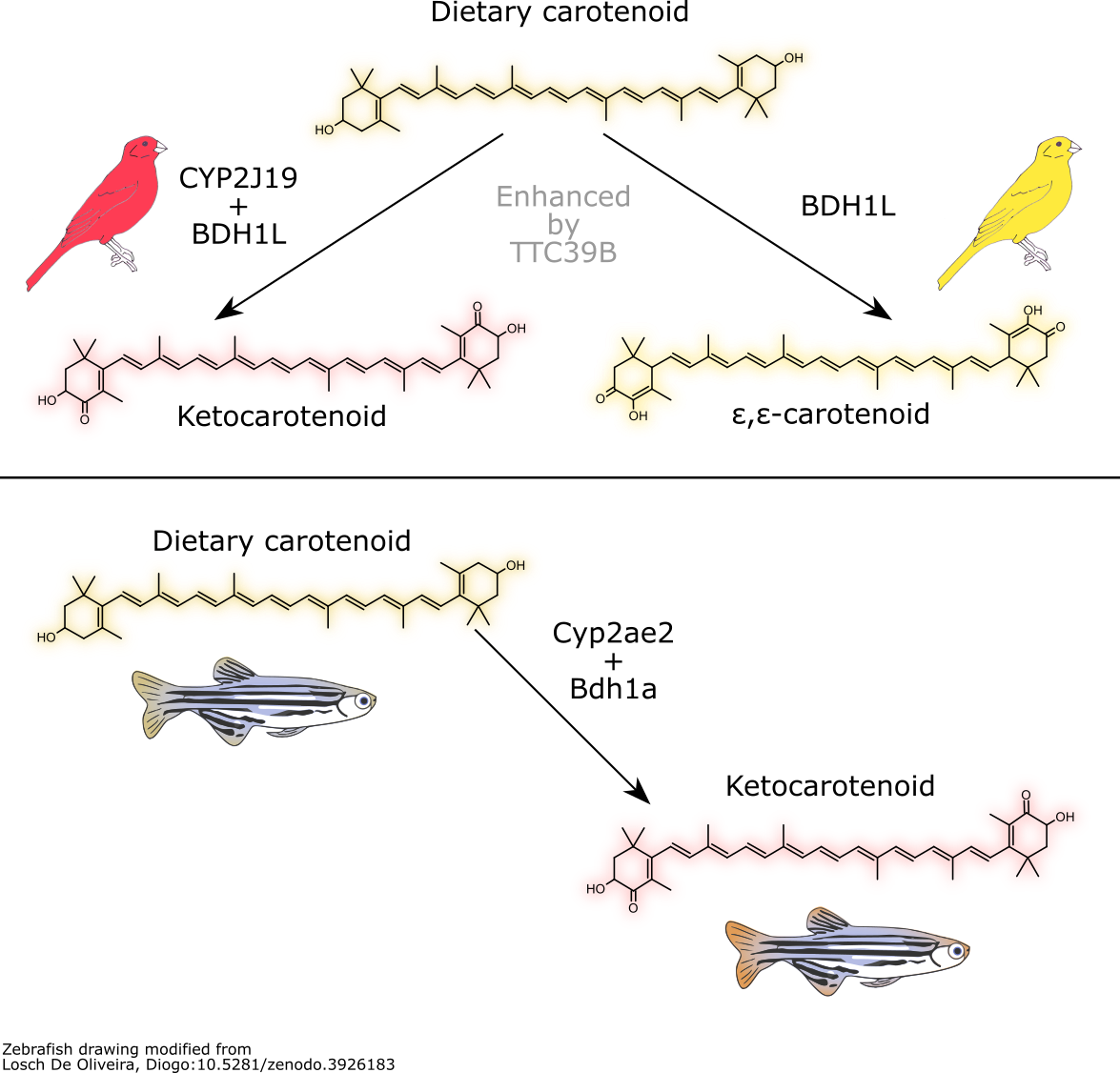 Graphical abstract of carotenoid coloration mechanism
